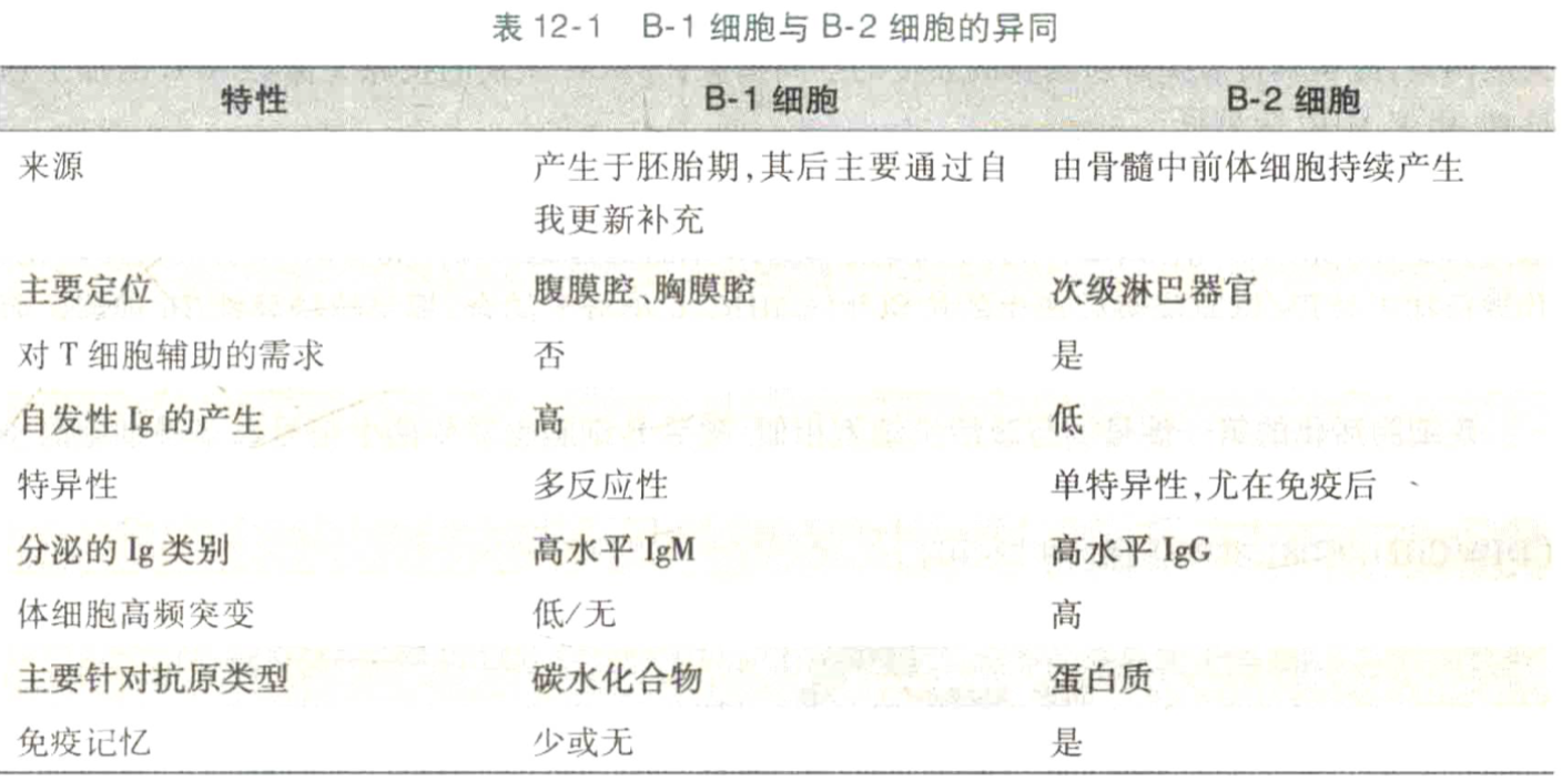 attachment/B-1细胞与B-2细胞的异同.png