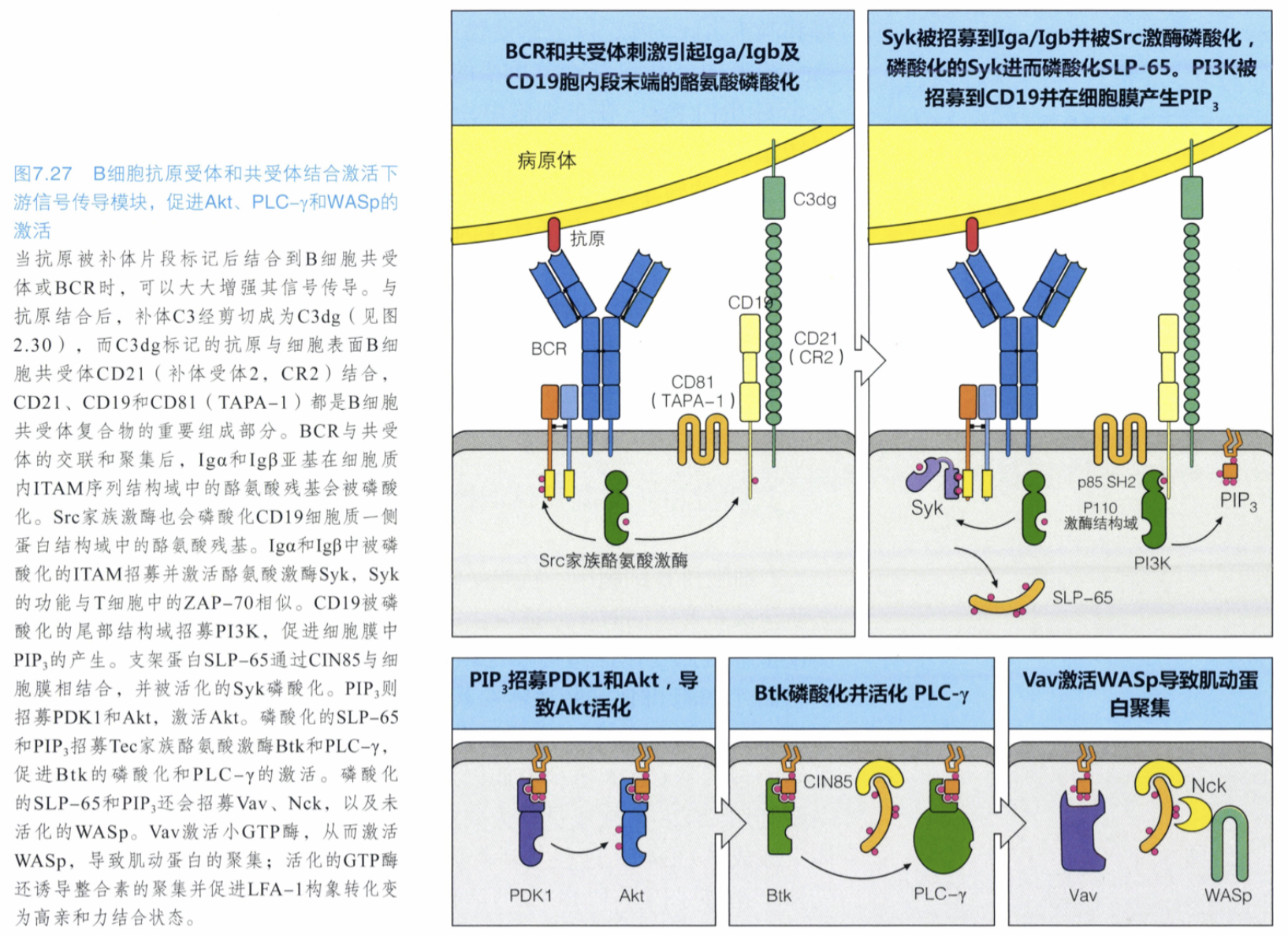 B细胞共受体.png