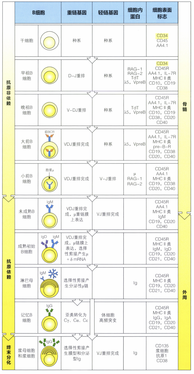 B谱系细胞发育概述.png