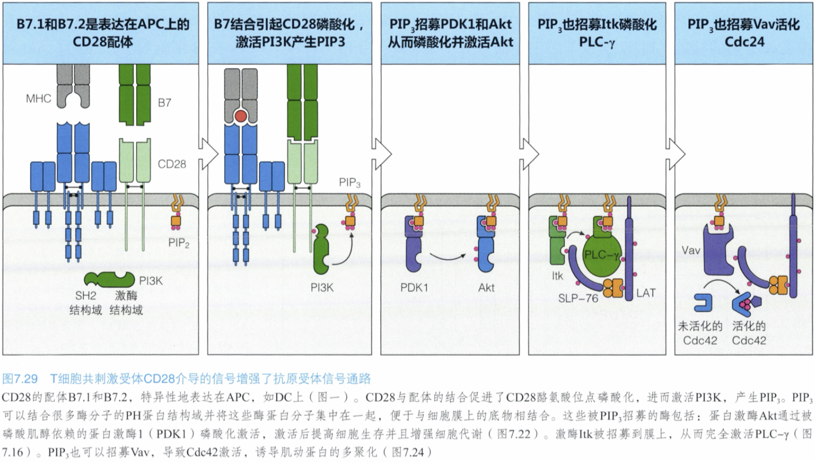 CD28的协同刺激信号增强了抗原刺激后 TCR 下游的信号传导.png