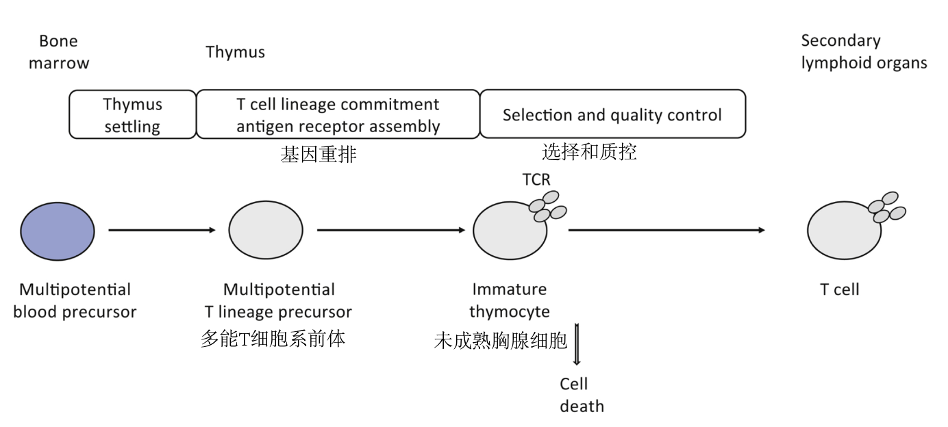 attachment/AttachedPic/Steps of T cell development.png