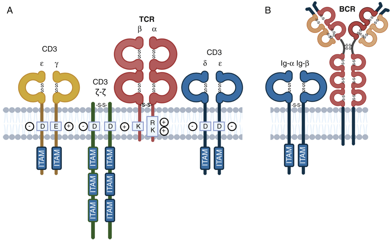 attachment/AttachedPic/The T cell receptor-CD3 complex.png