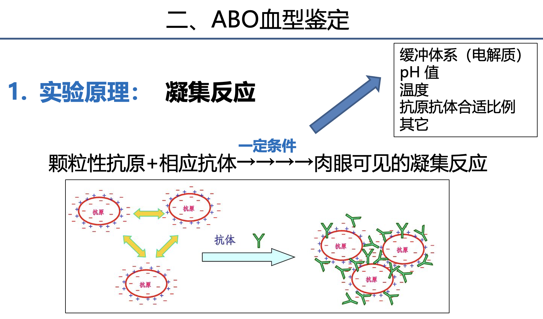 attachment/凝集反应.png